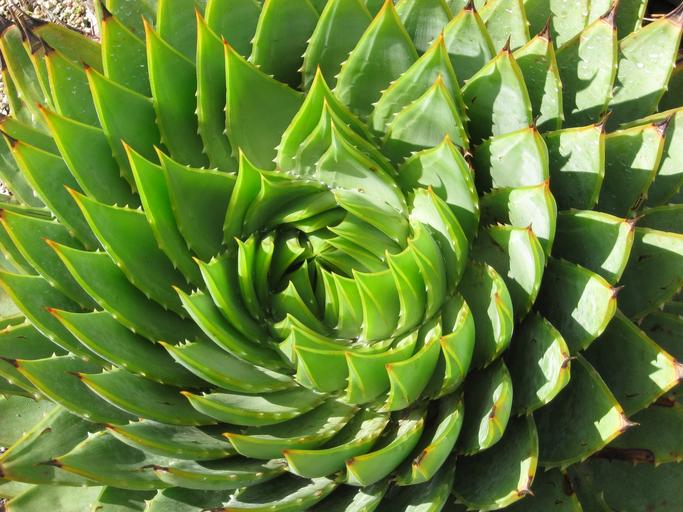 Image of a cactus with a spiral