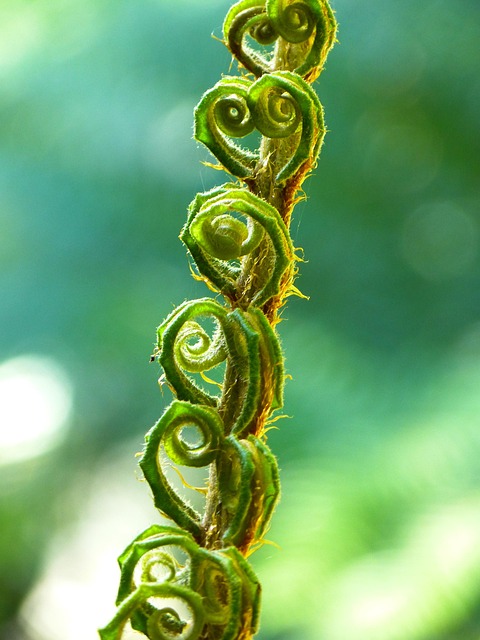 Image of a fern with a spiral