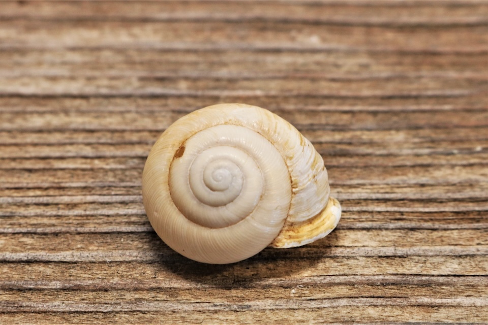 Image of a snail shell with a spiral